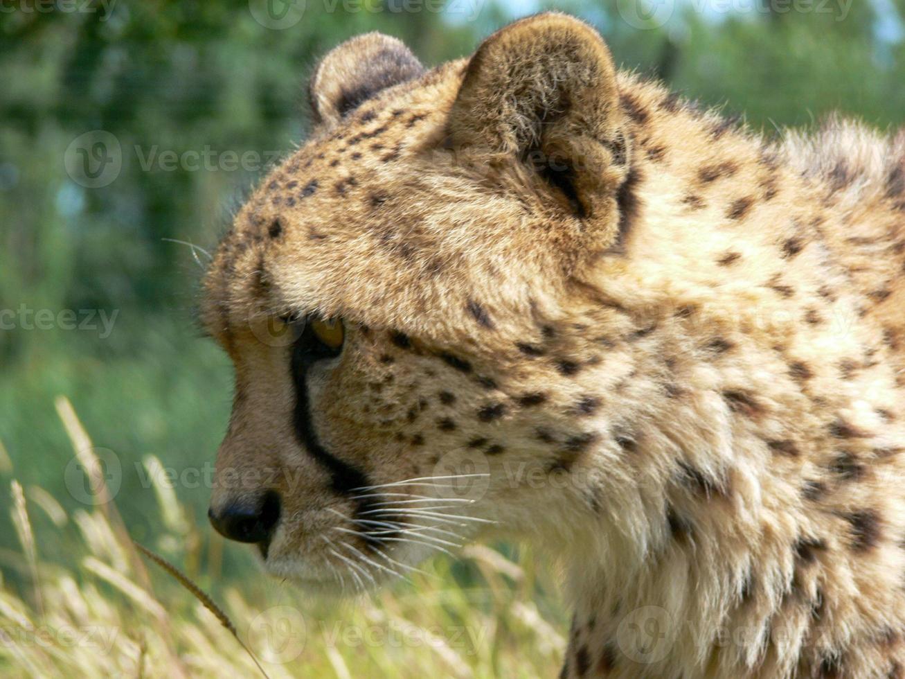 Cheetah in a zoo environment photo