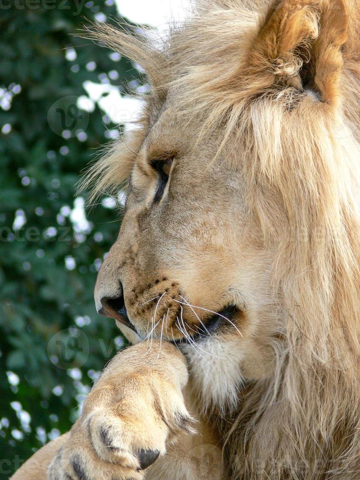 A majestic lion sitting on a wooden platform photo