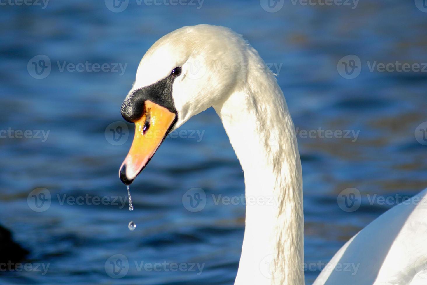 Close up of a swan photo