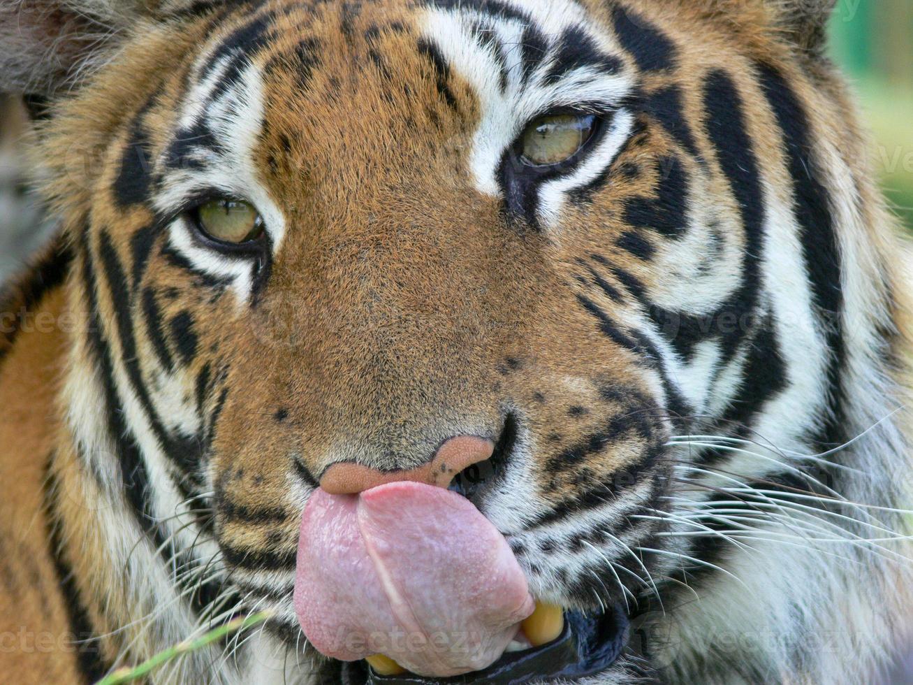 Close up of a tiger face photo