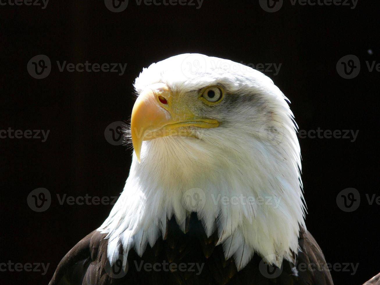 American Bald Eagle photo