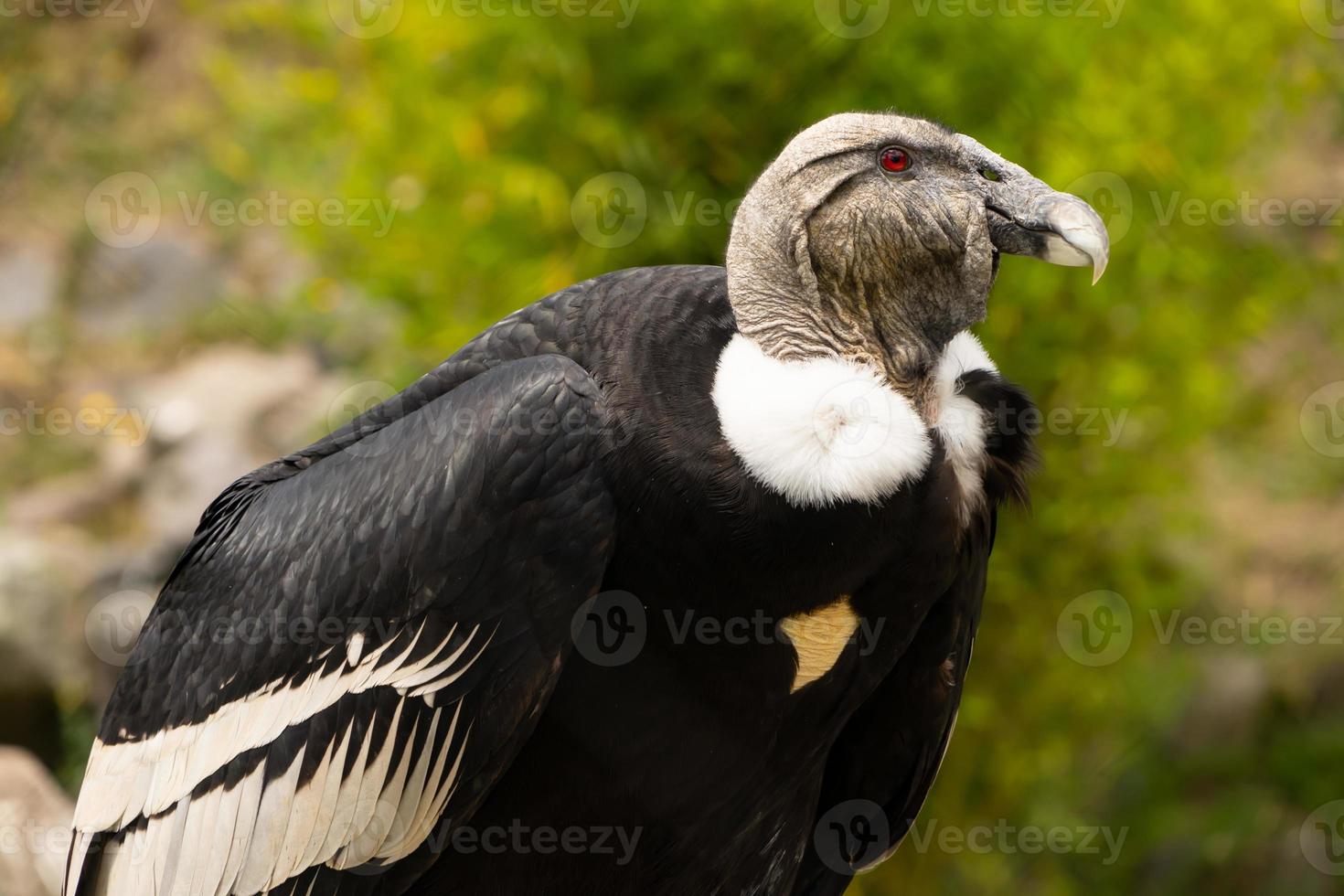 cóndor en peligro de extinción ecuador foto