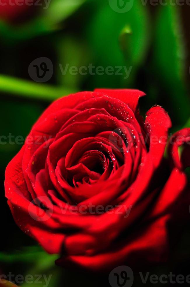 Close up of a rose photo
