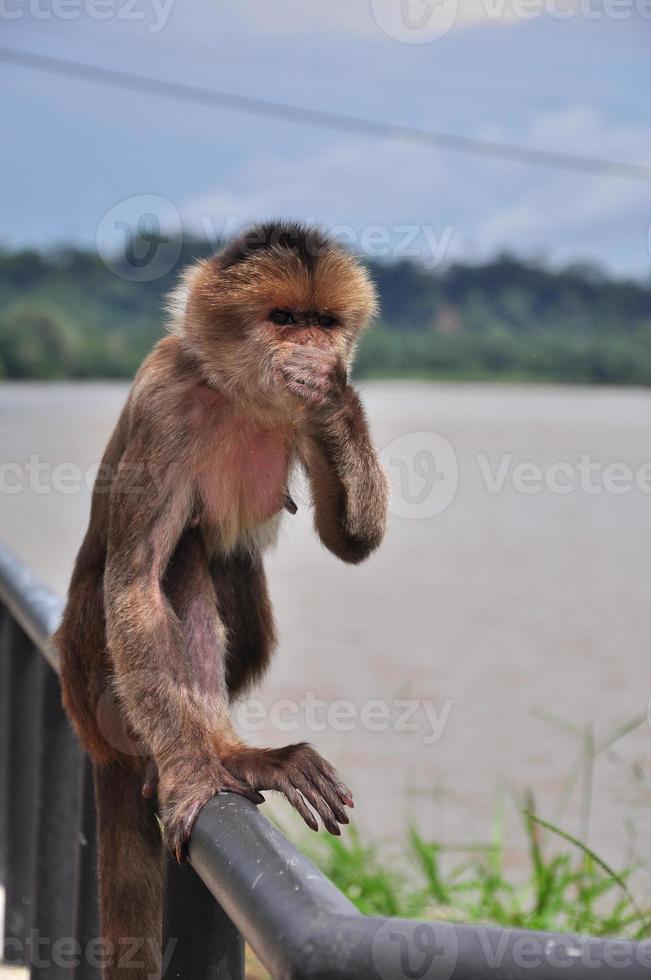 A monkey in the amazon jungle photo