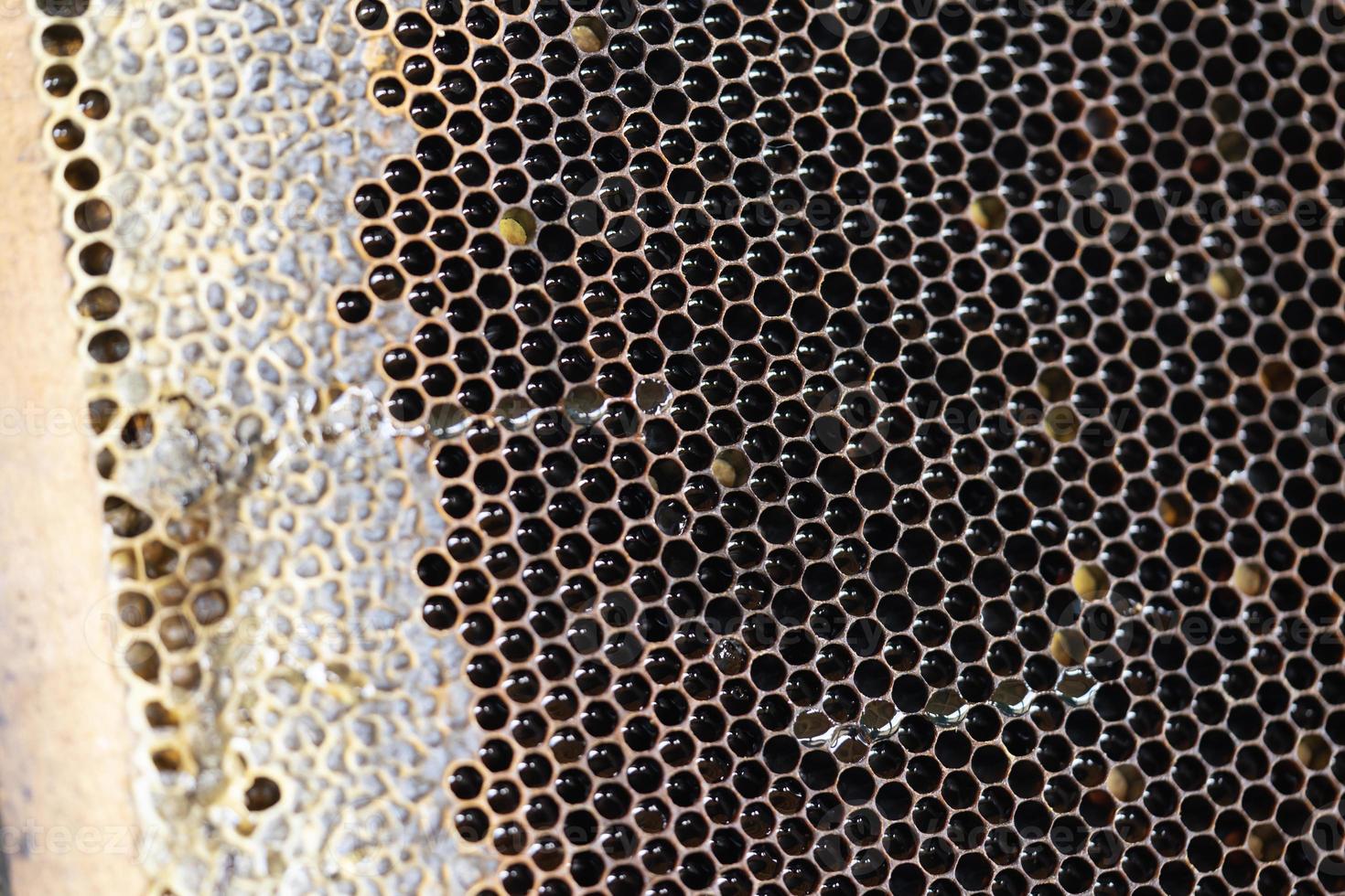 Honey Comb being harvested photo