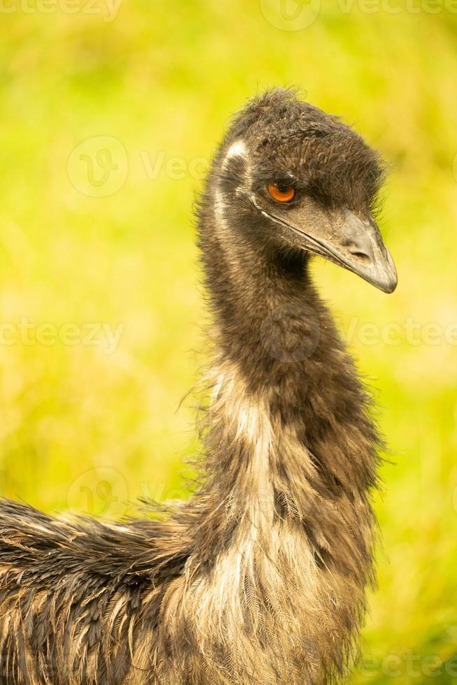 A close up of the head and neck of an emu photo