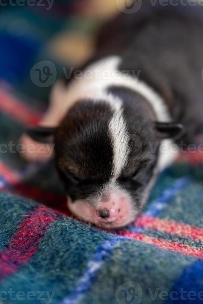 A two week old puppy photo