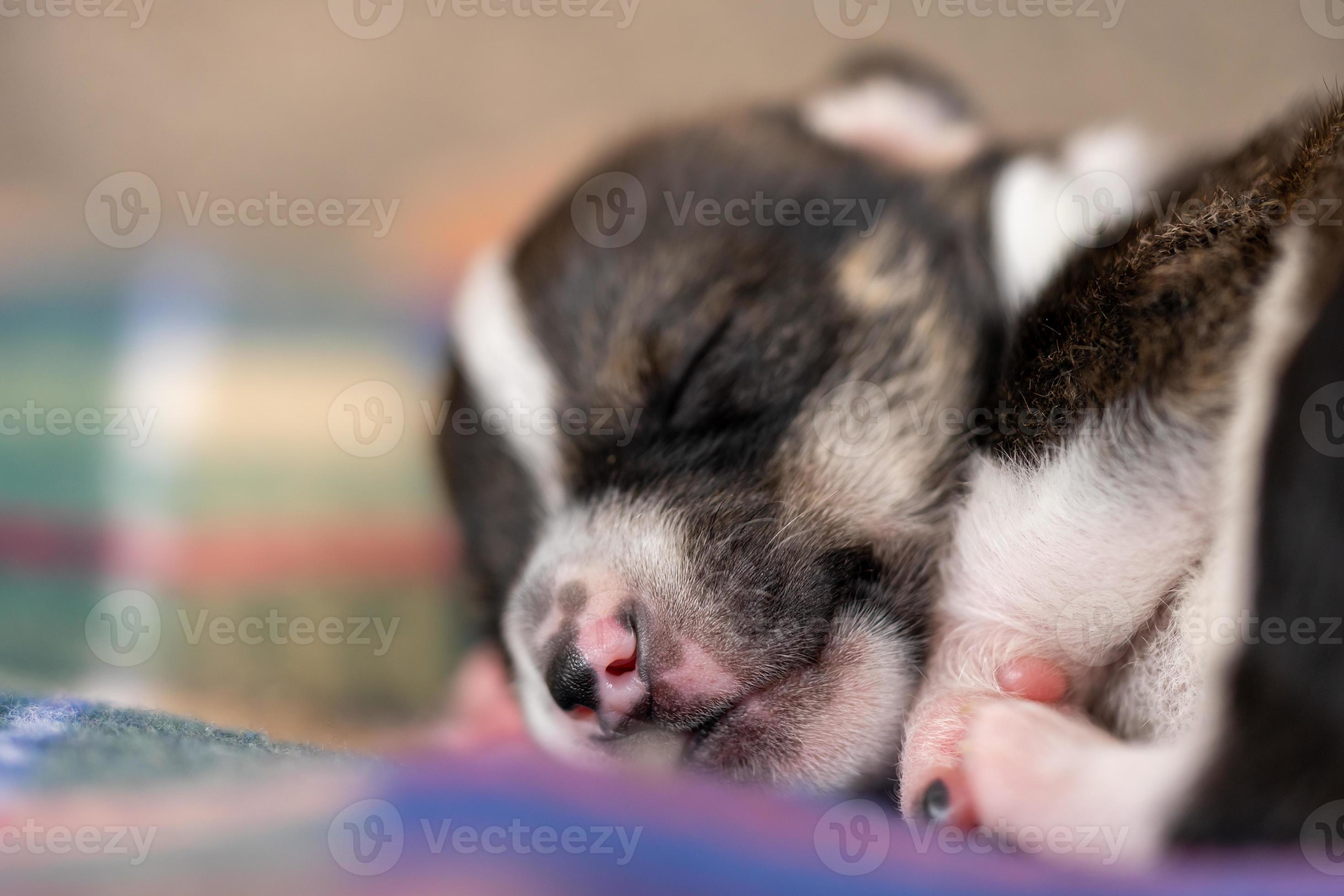 A two week old puppy 4467227 Stock Photo at Vecteezy