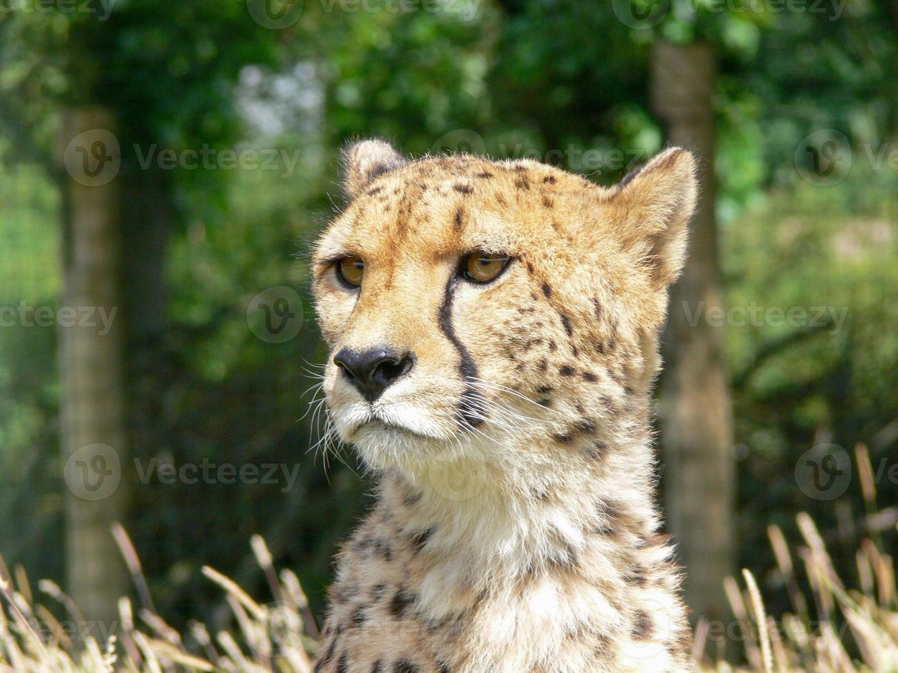 Cheetah in a zoo environment photo