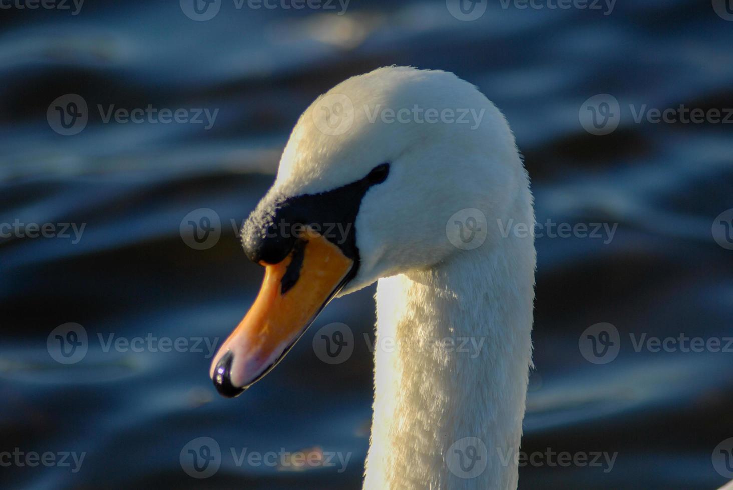 Close up of a swan photo