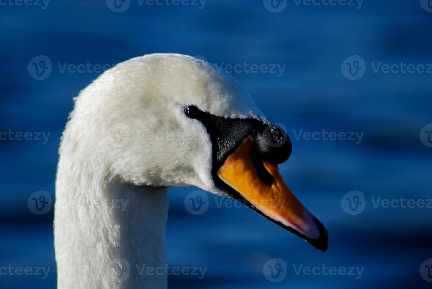 Close up of a swan photo