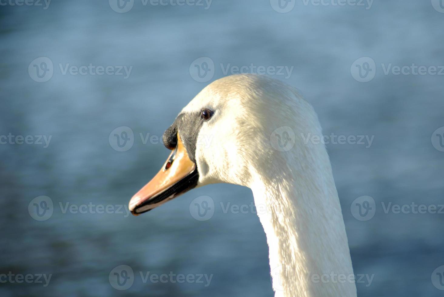 Close up of a swan photo