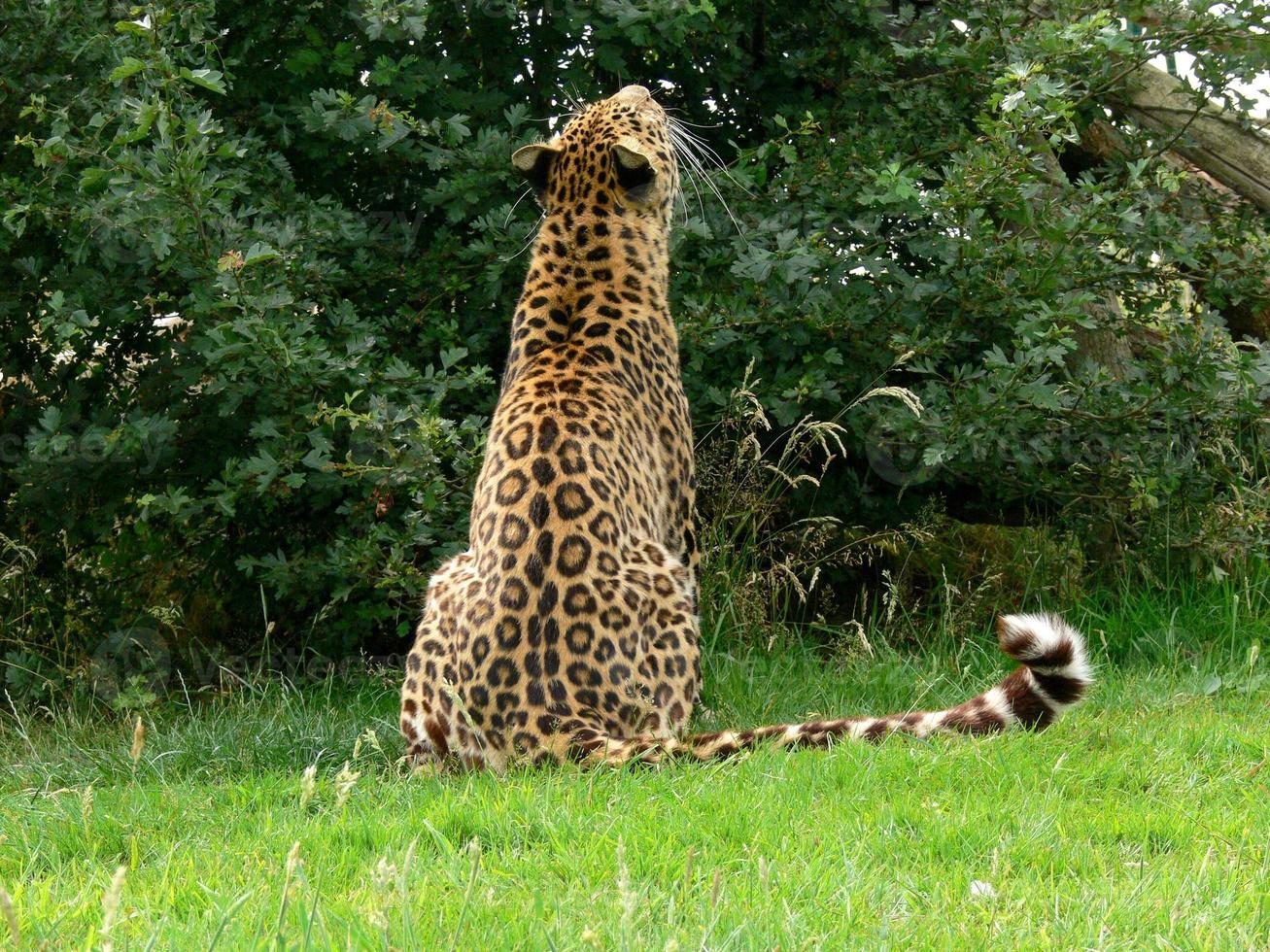 jaguar en un entorno de zoológico. foto