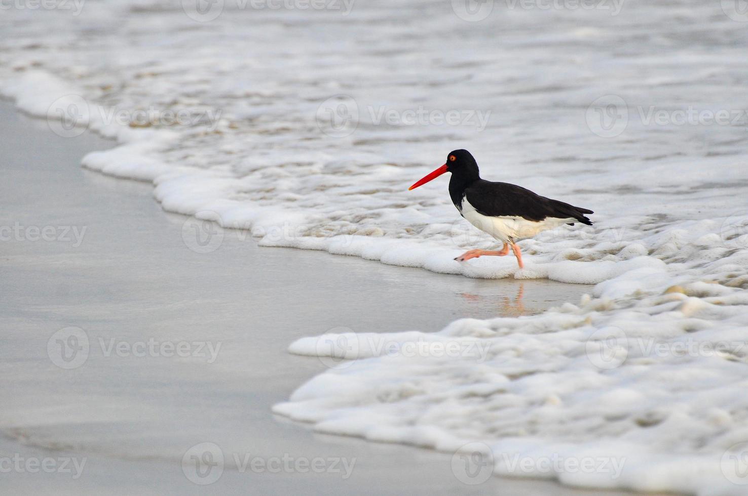 a bird on a beach photo