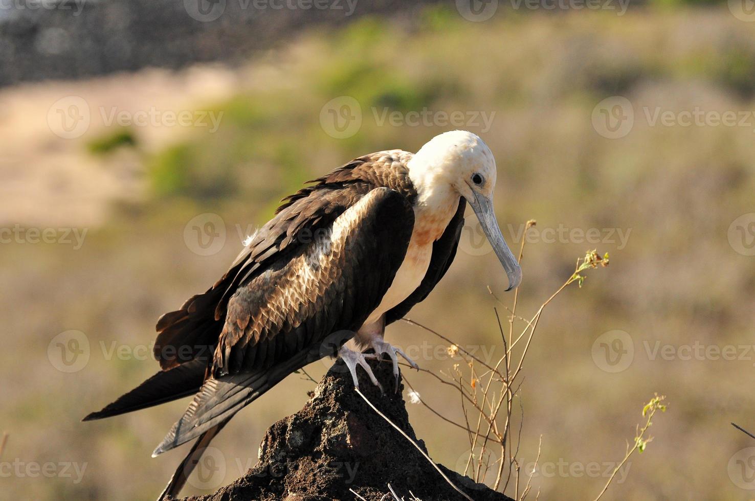 Frigate bird sitting in the cliff photo