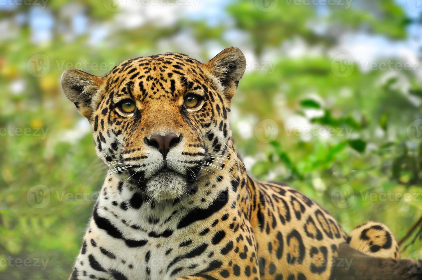 Adult jaguar, Ecuador photo