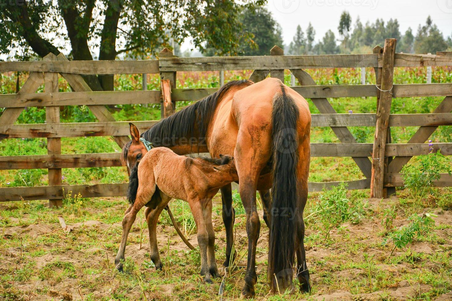 Mother and young horse photo