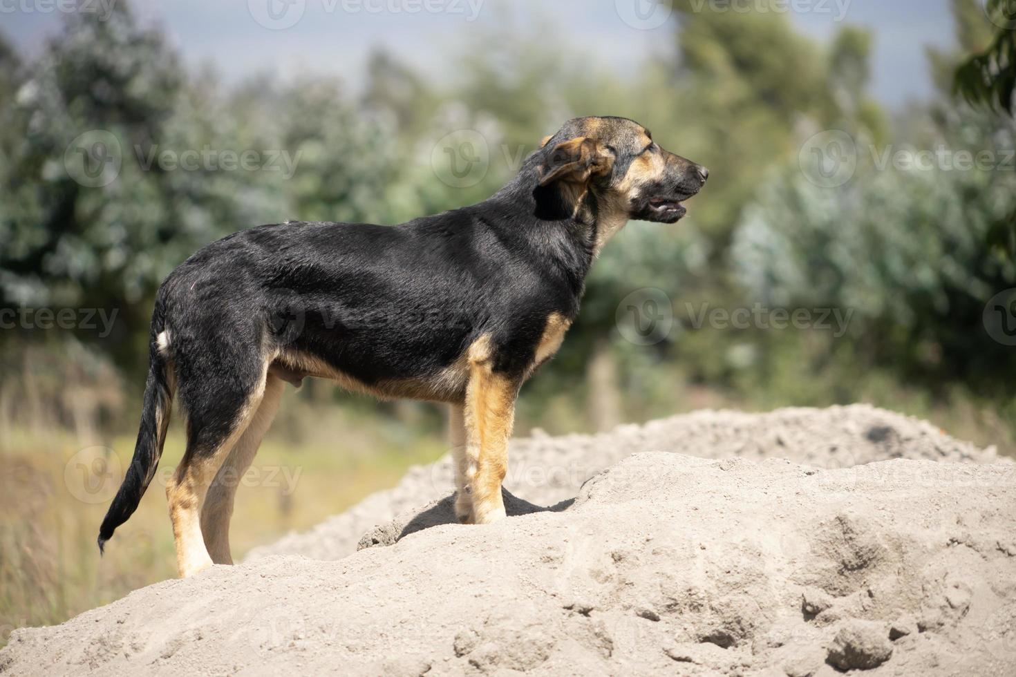 un joven perro pastor alemán foto