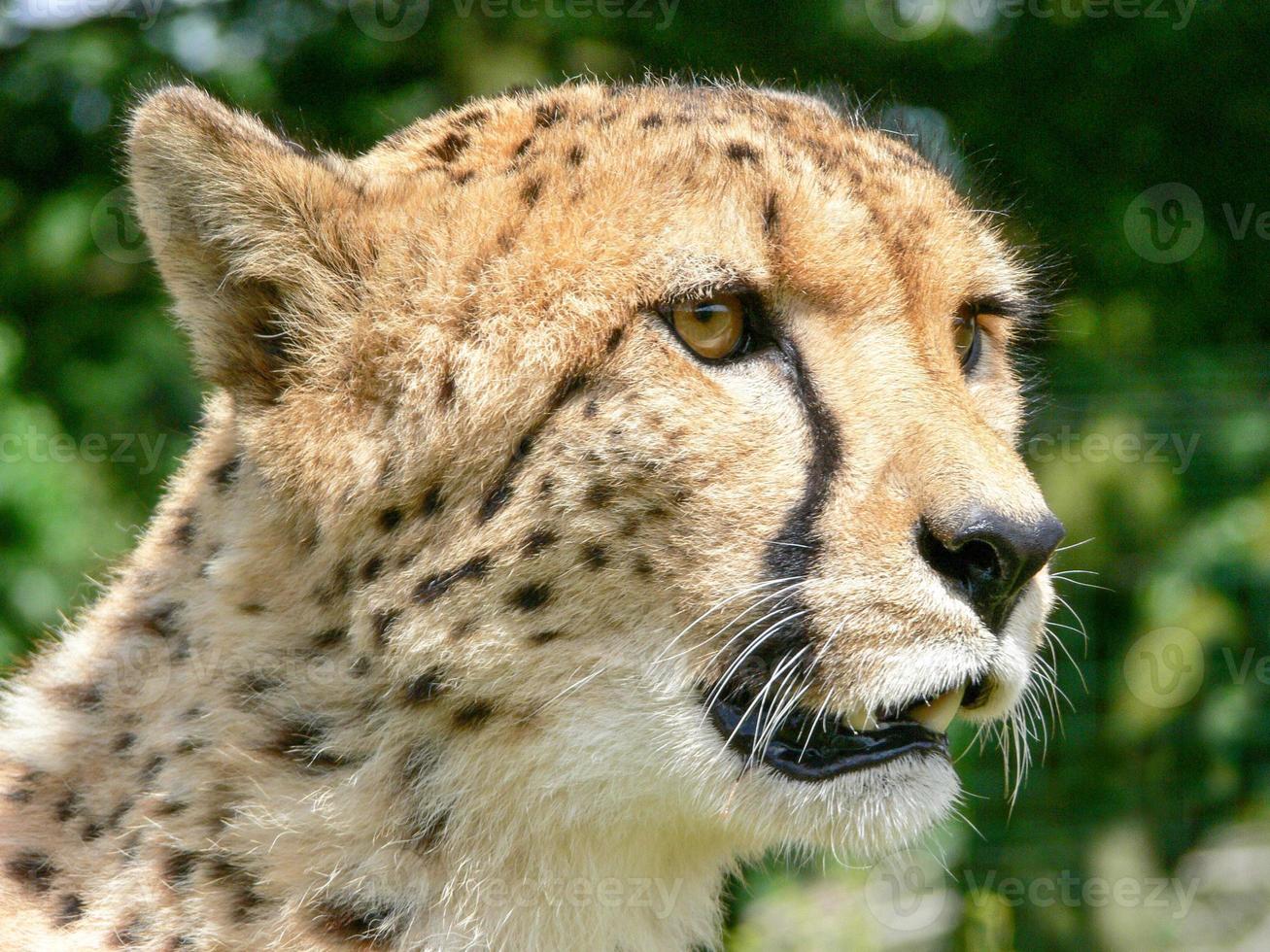 Cheetah in a zoo environment photo