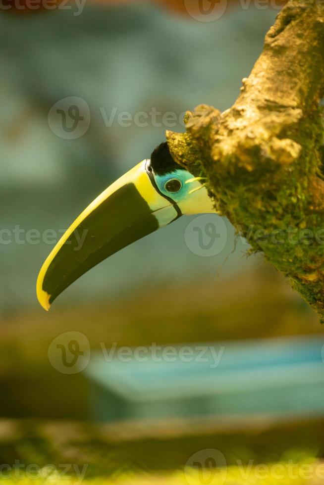 White throated toucan photo