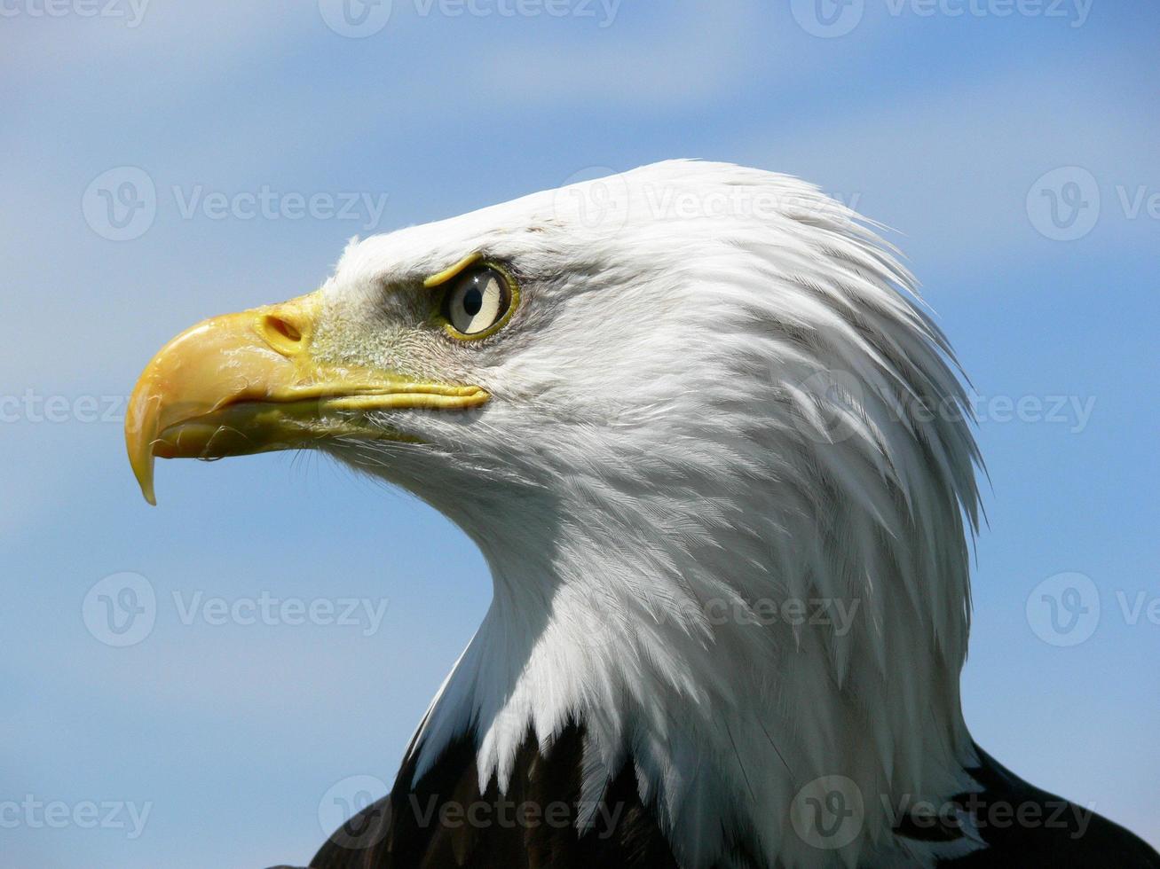 American Bald Eagle photo