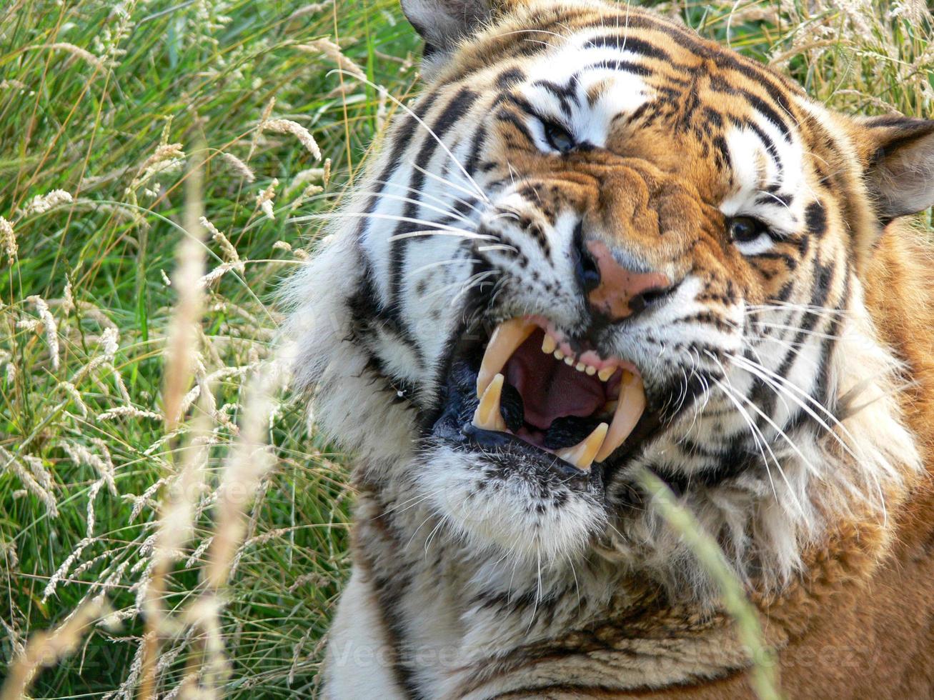 An angry tiger photo