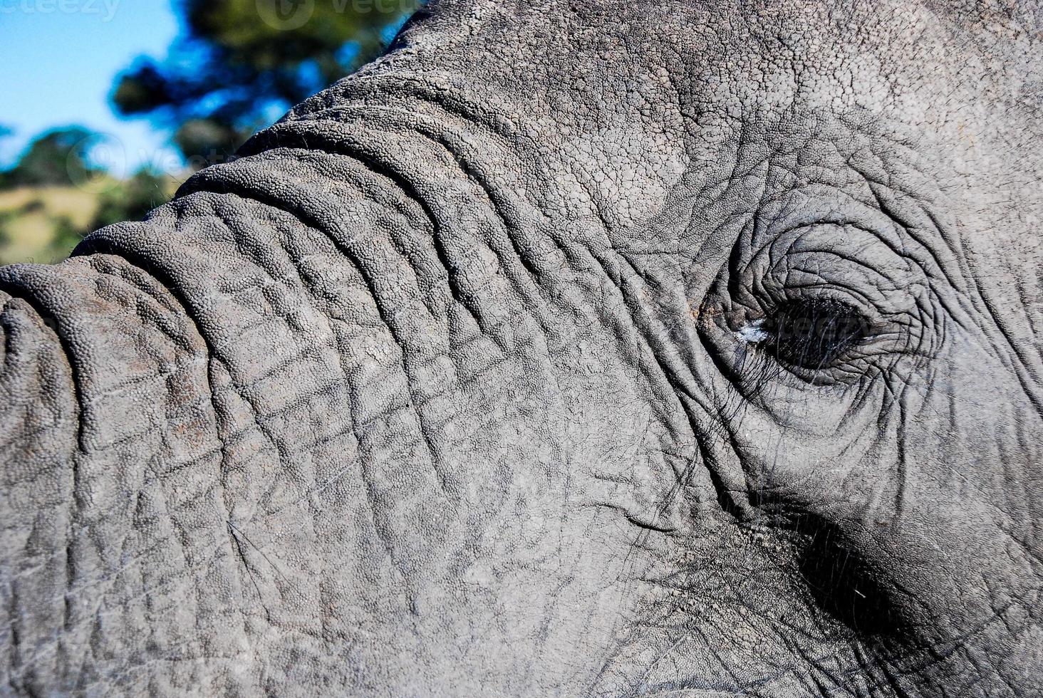 A close up of an elephant eye photo