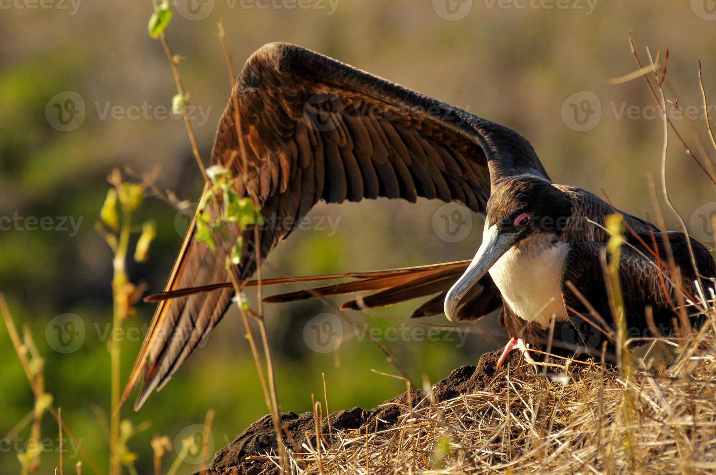 Frigate bird sitting in the cliff photo