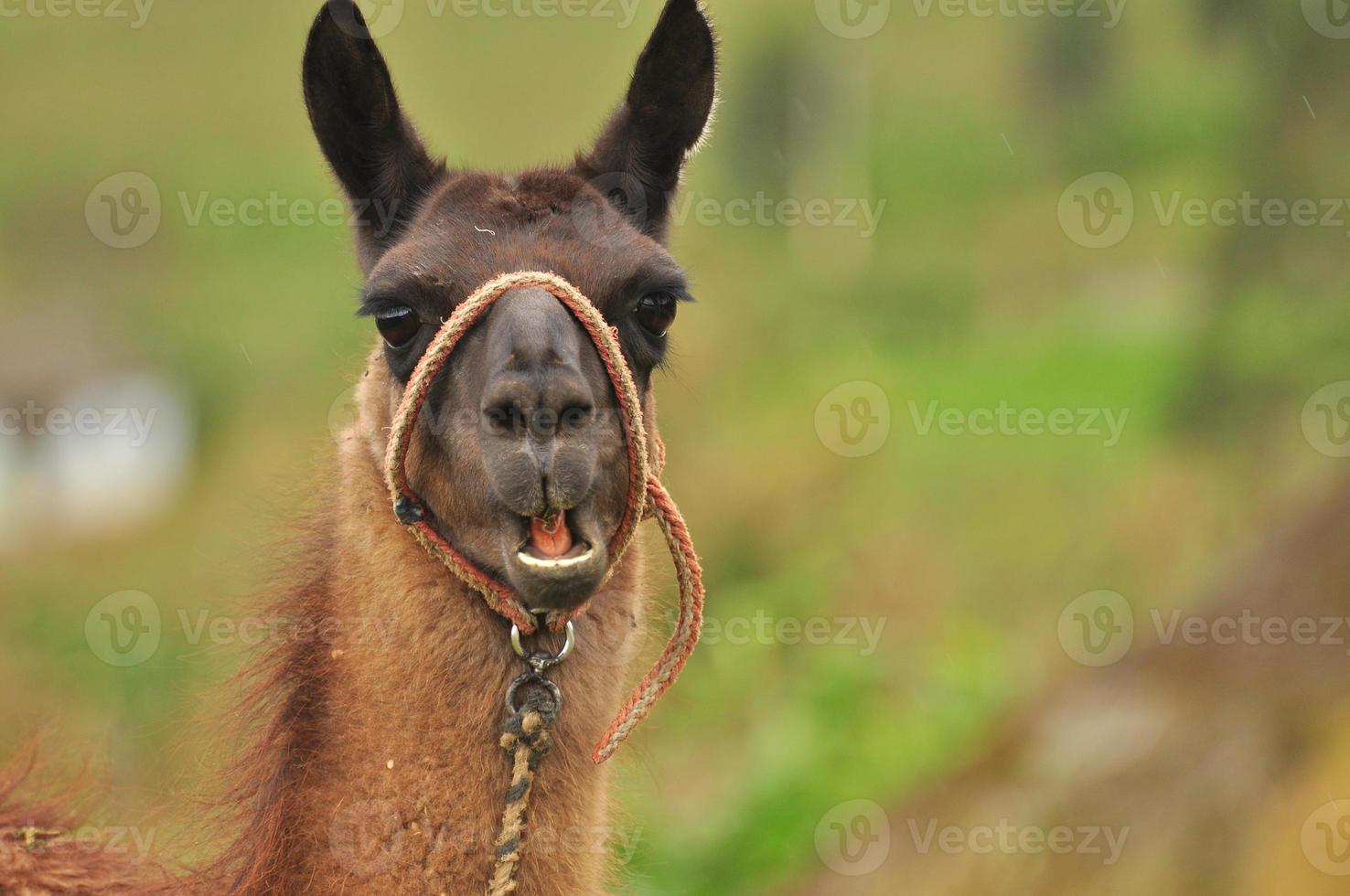 a llama, Ecuador photo