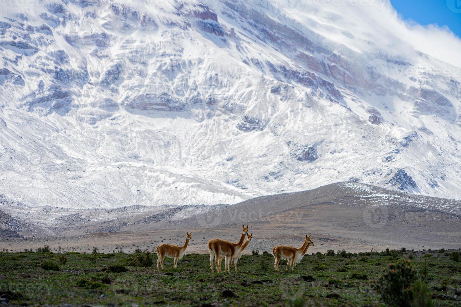 Chimborazo Volcano, Ecuador photo