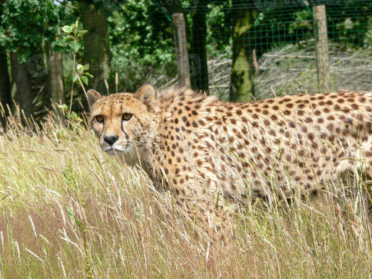 guepardo en un entorno de zoológico foto