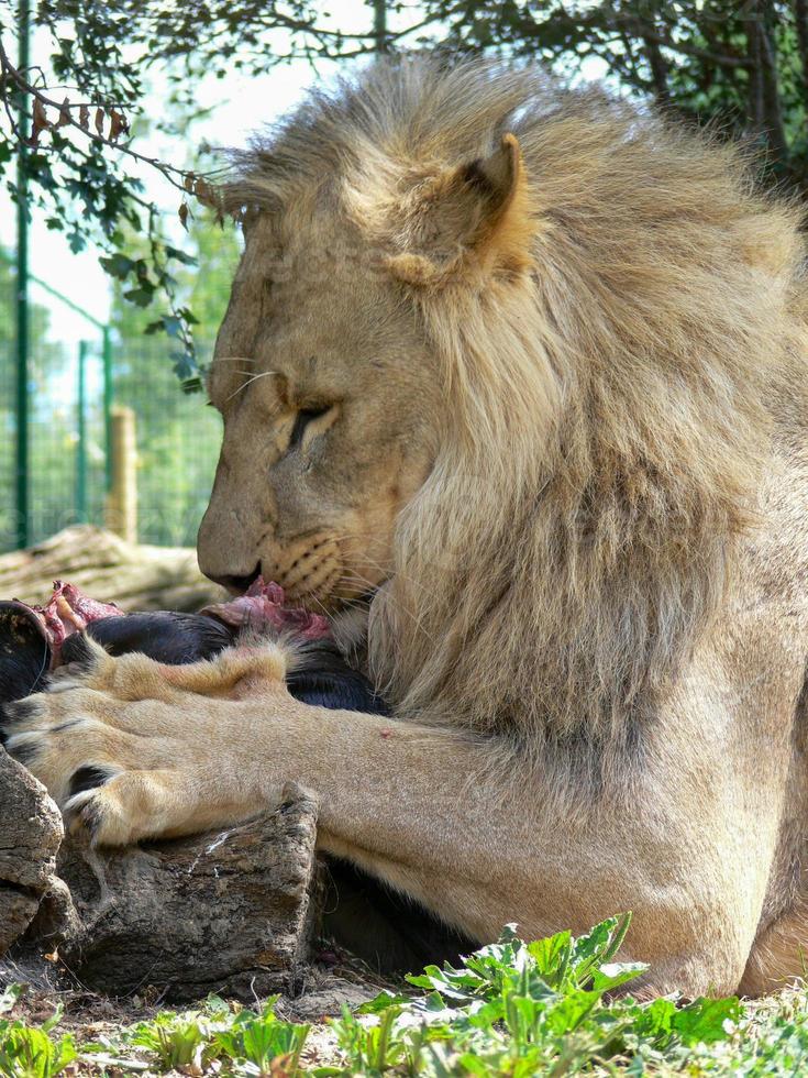 A single male lion eating photo