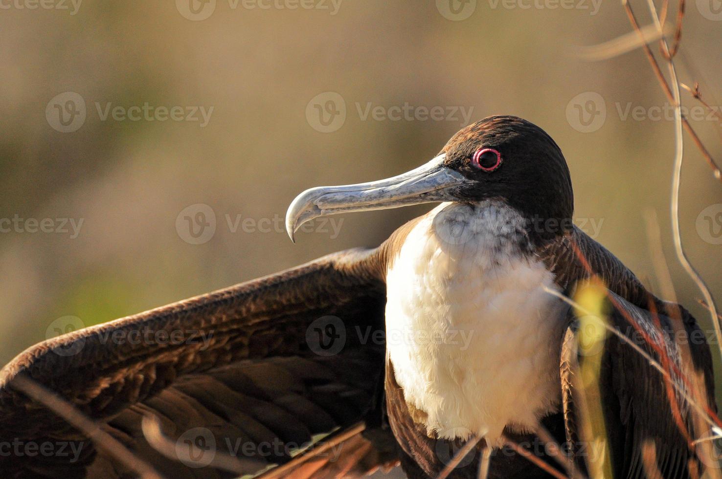 Frigate bird sitting in the cliff photo