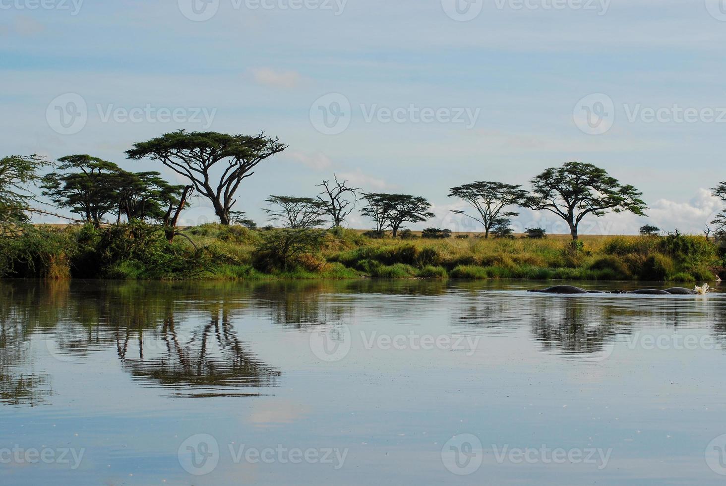 reflejo de los árboles en el agua foto