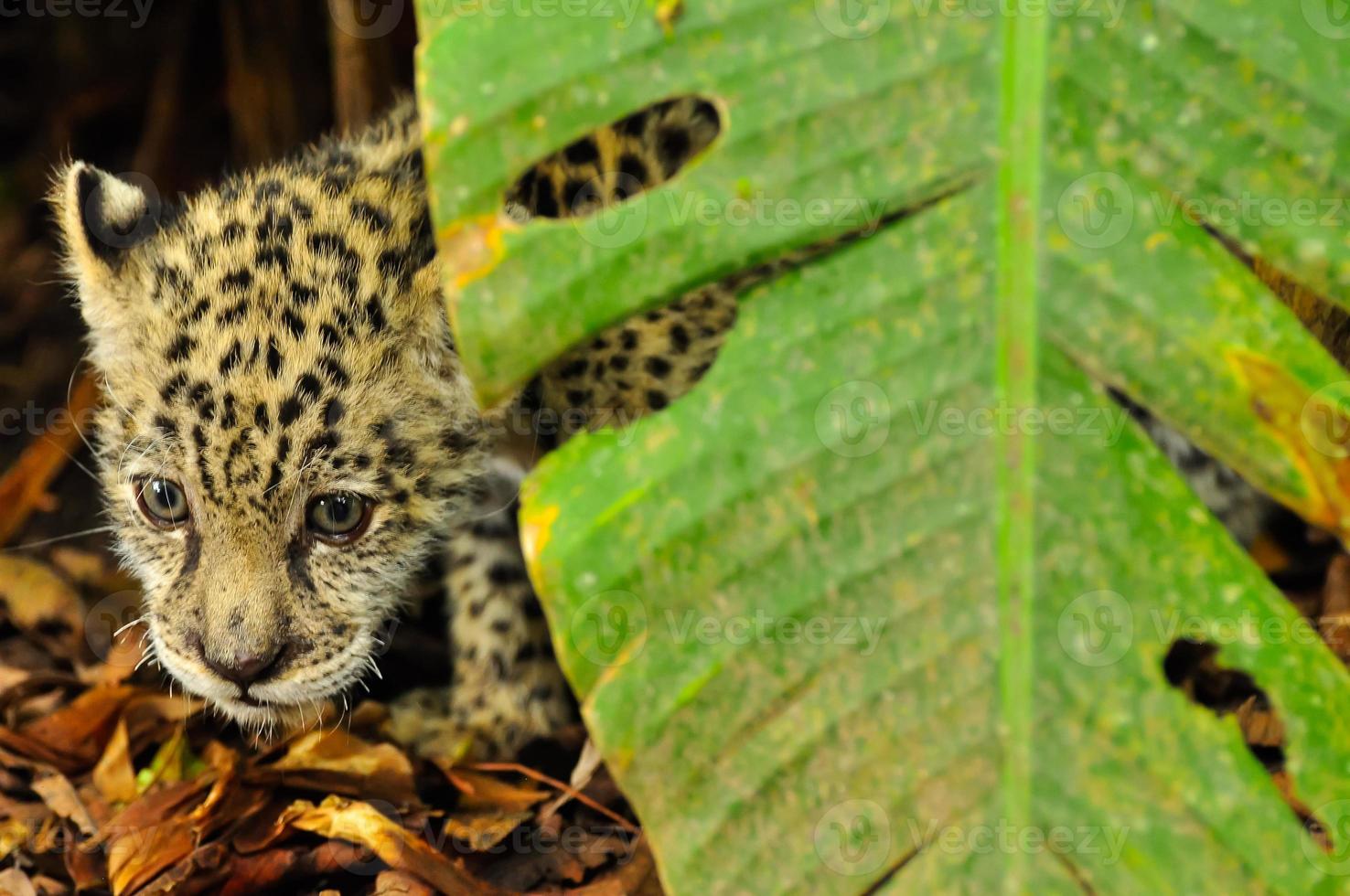 A young jaguar in the grass photo