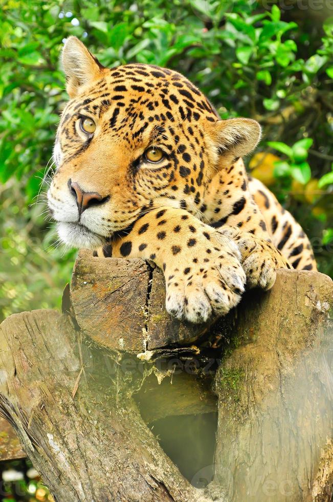 jaguar adulto, ecuador foto