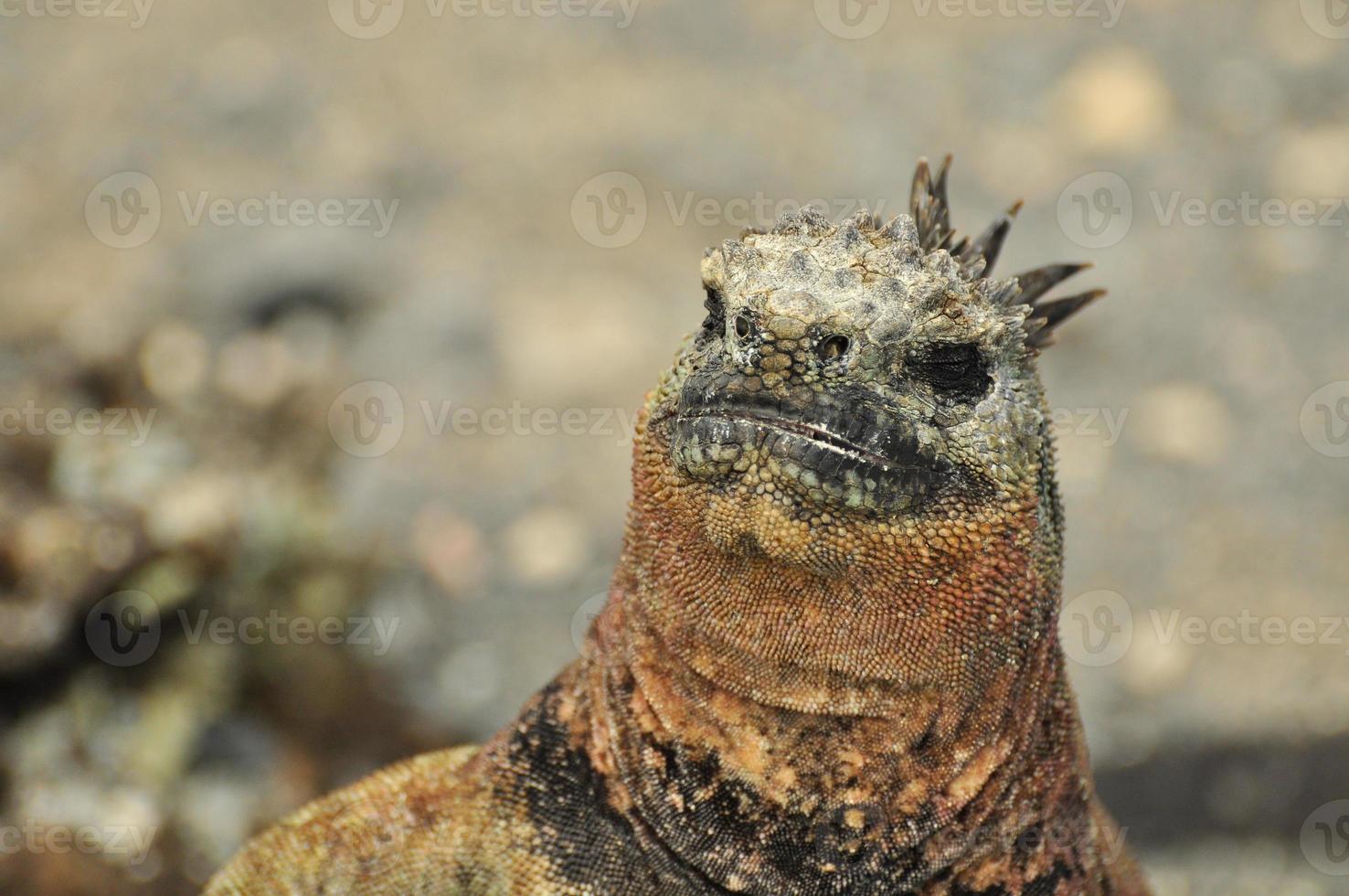 iguana marina, ecuador foto