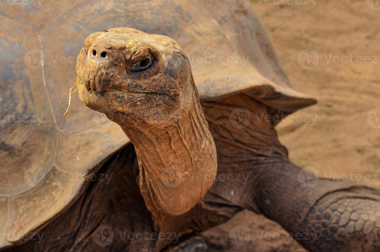 un primer plano de la cabeza de una tortuga foto