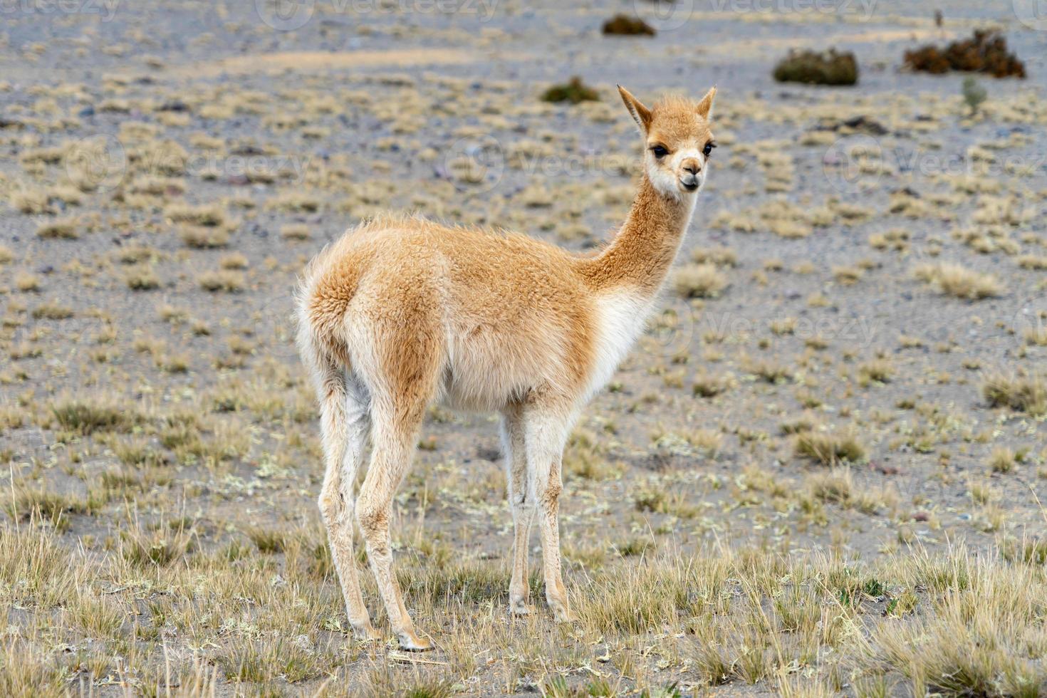 Wildlife at the Chimborazo Wildlife Reserve in Ecuador photo