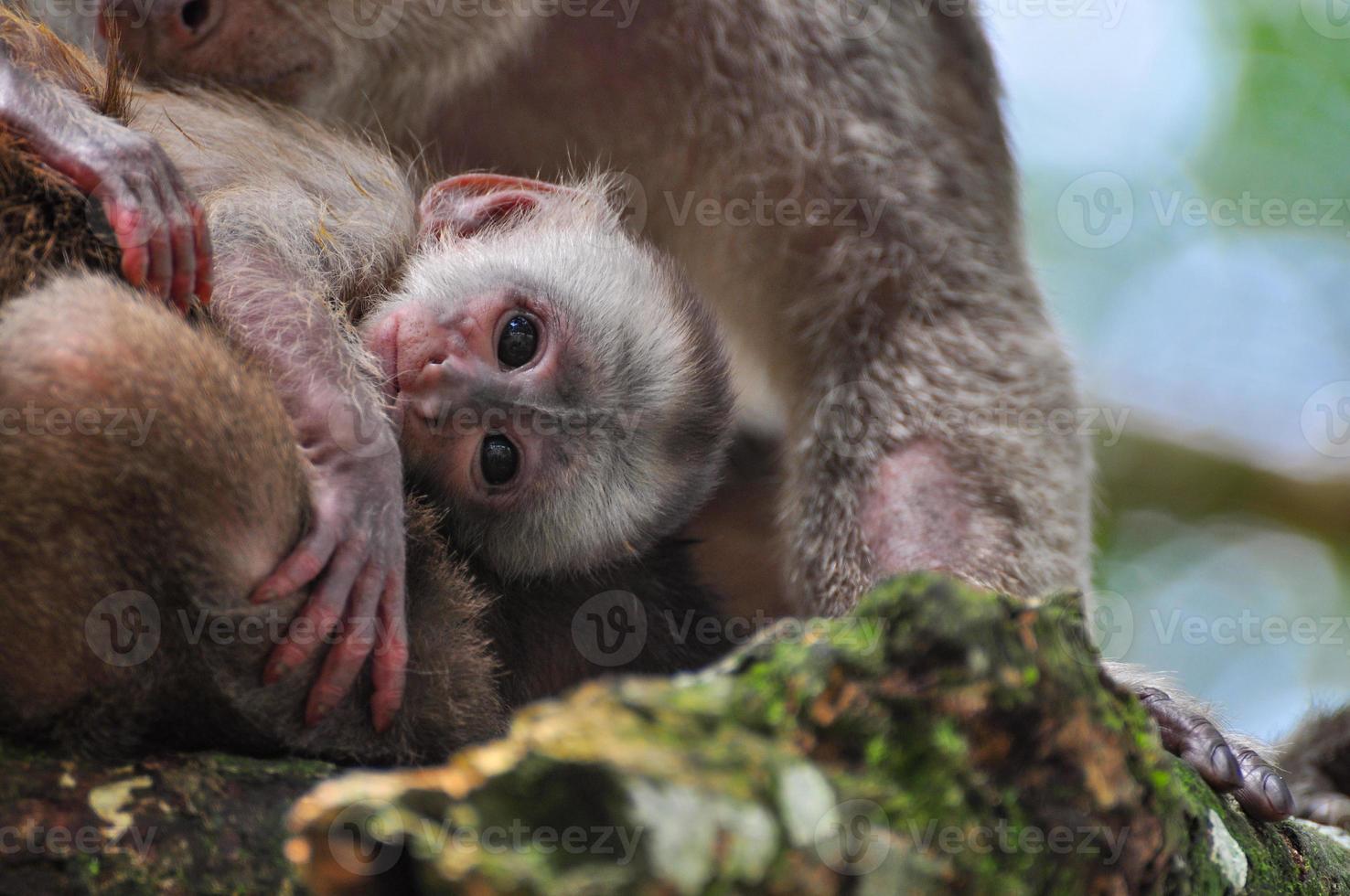 A monkey in the amazon jungle photo
