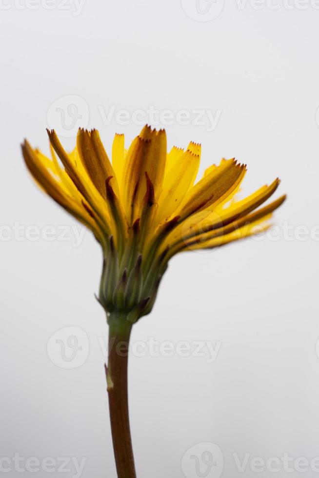 Underneath of a dandelion photo
