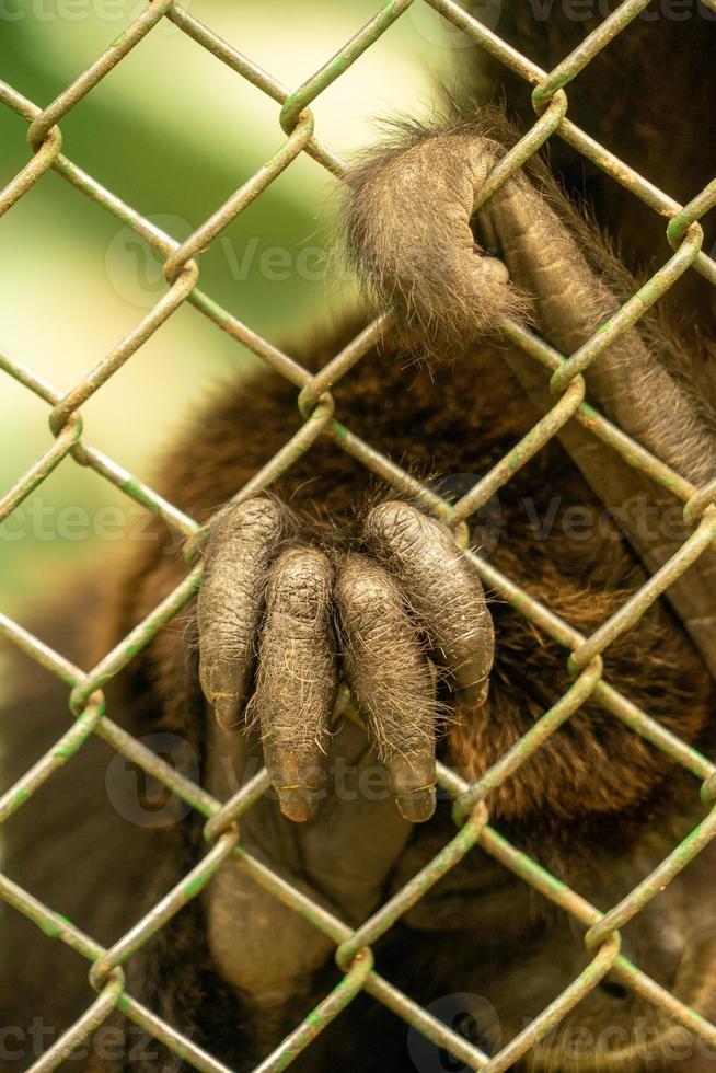 The hand of a monkey behind bars at a zoo photo