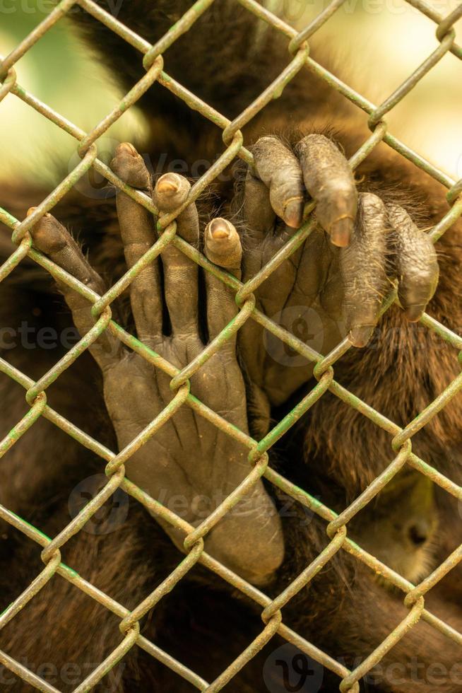 The hand of a monkey behind bars at a zoo photo