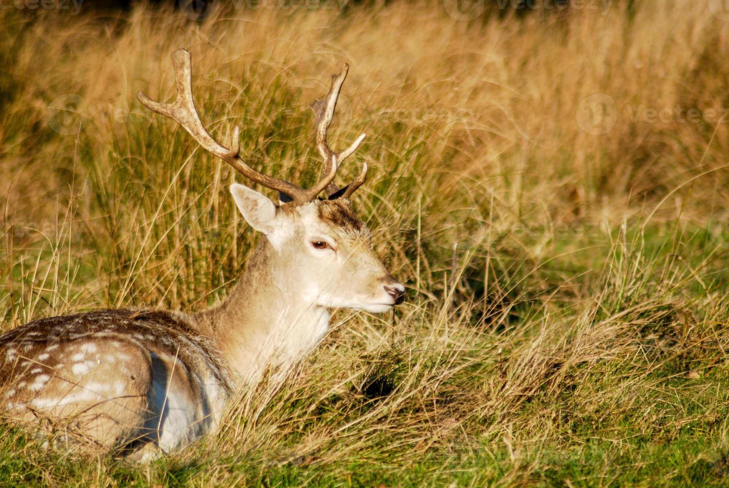 Wild Deer in a park photo