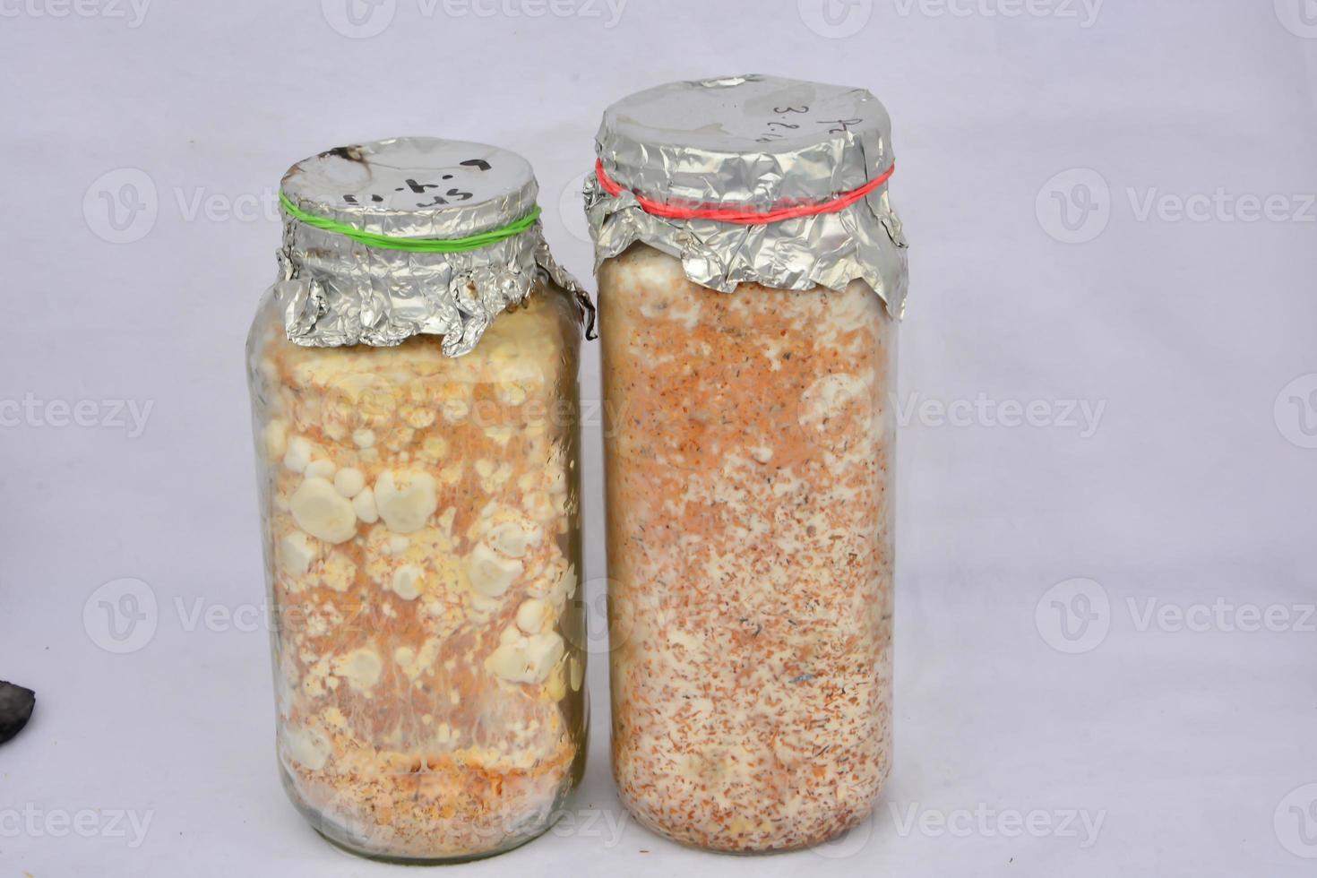 Mushroom spores in a jar photo