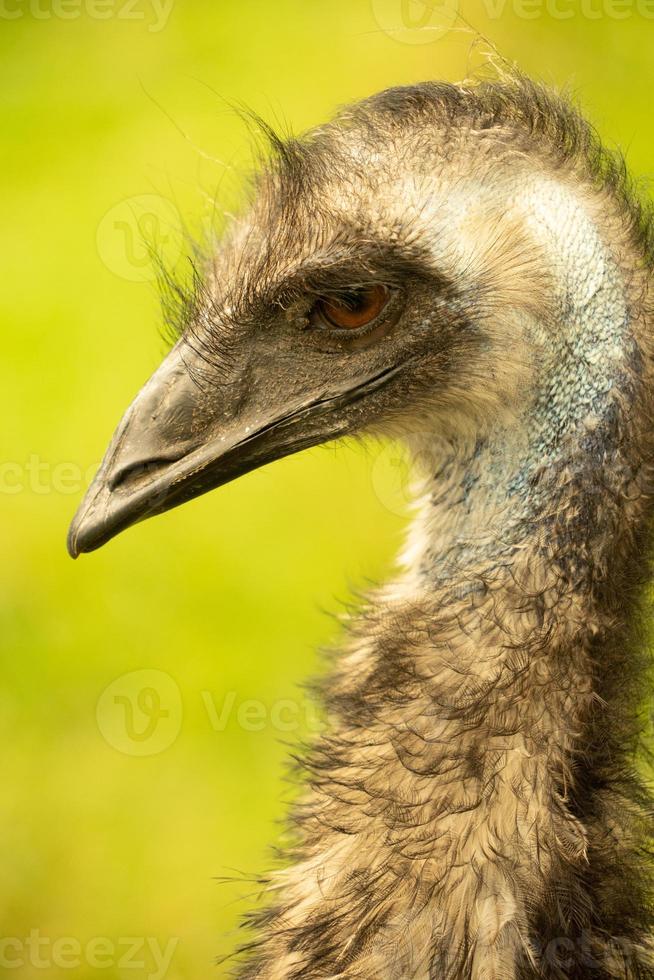 A close up of the head and neck of an emu photo