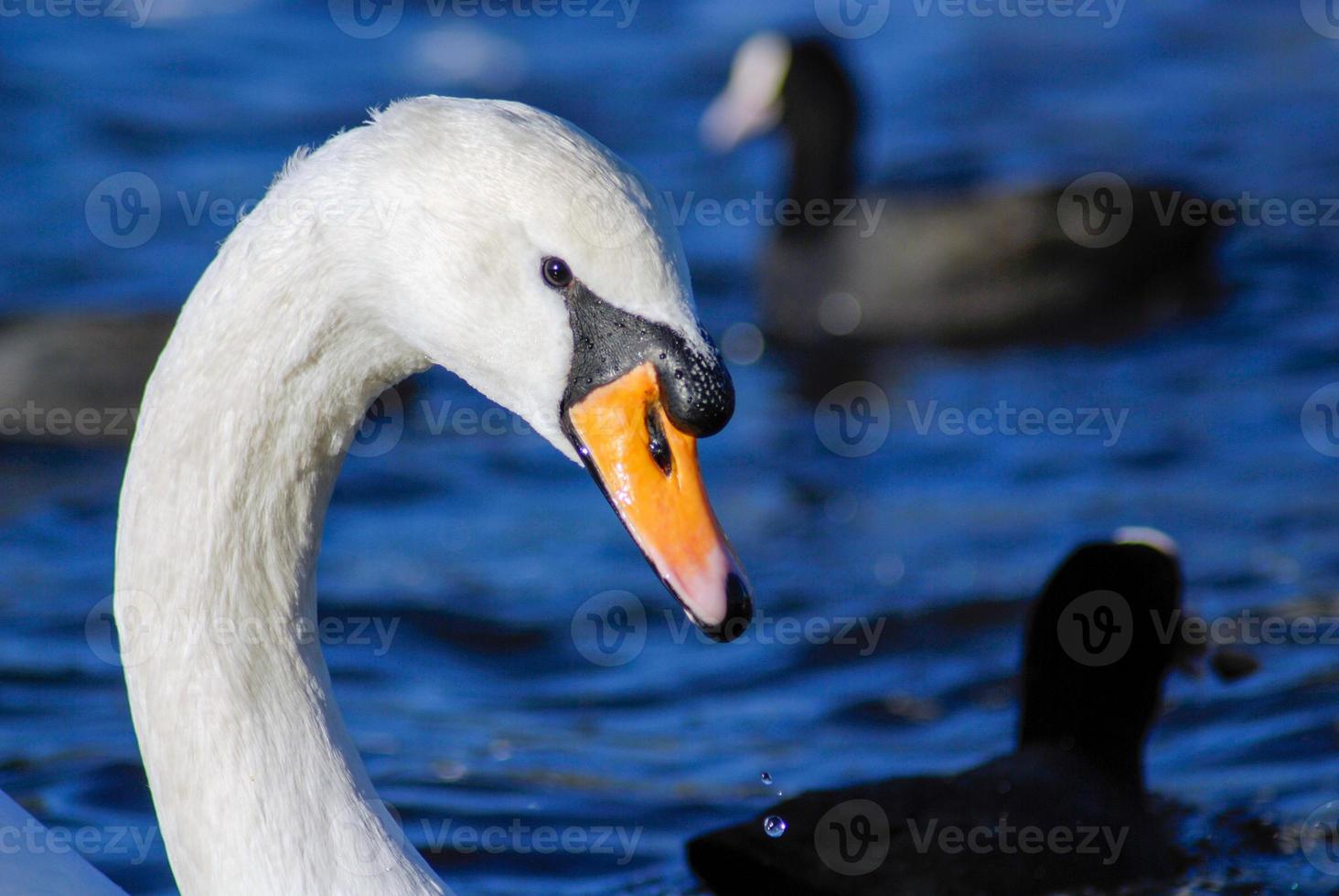 Close up of a swan photo