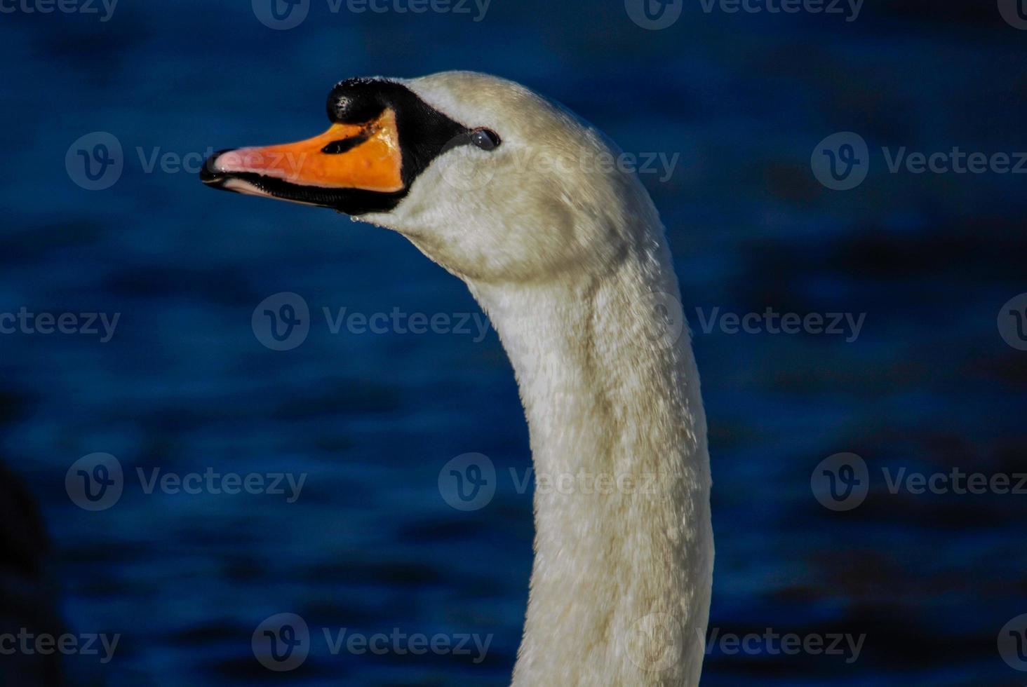 Close up of a swan photo