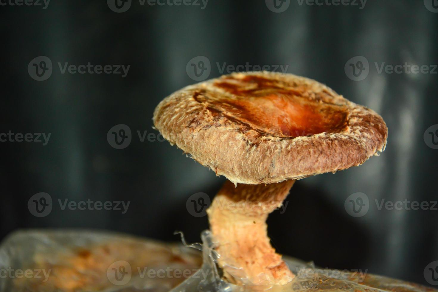 Shitake mushrooms growing in a controlled environment photo