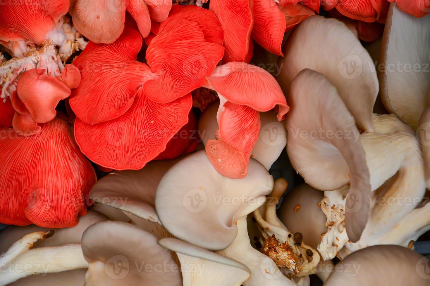 a variety of mushrooms photo
